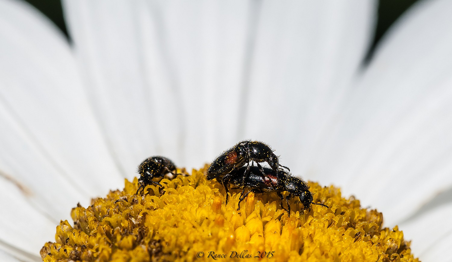 him, you ... The other