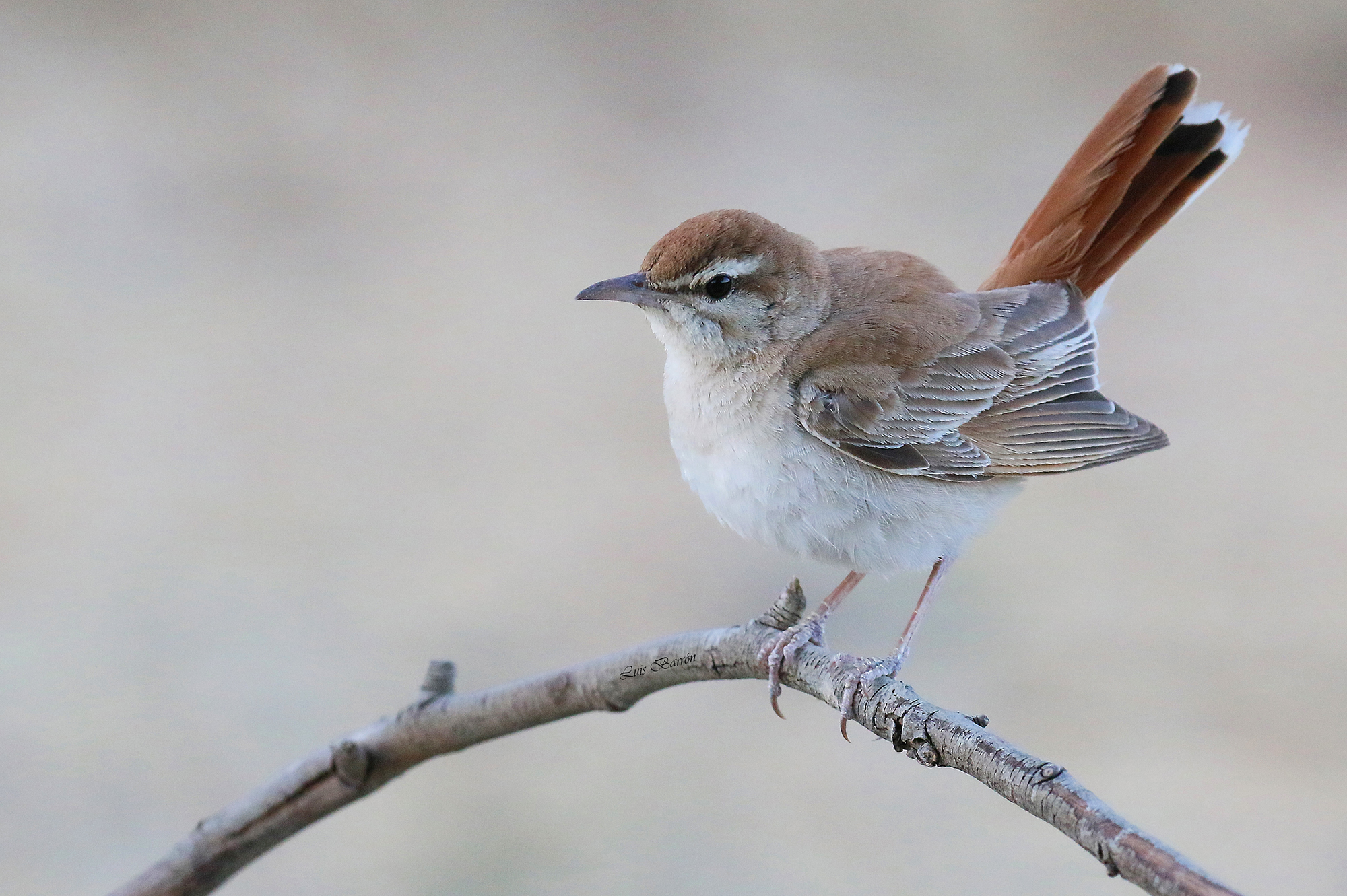 Nightingale of Africa