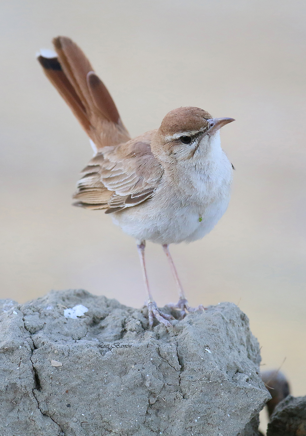 Nightingale of Africa