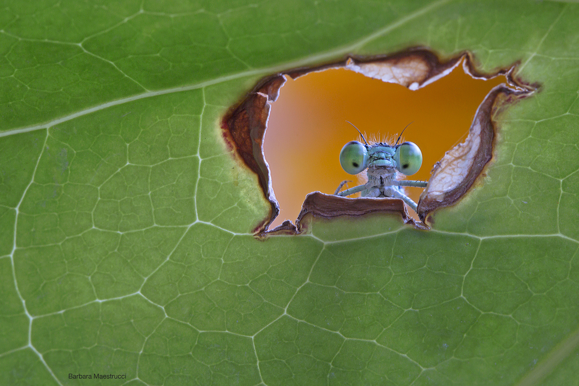 The small window ...