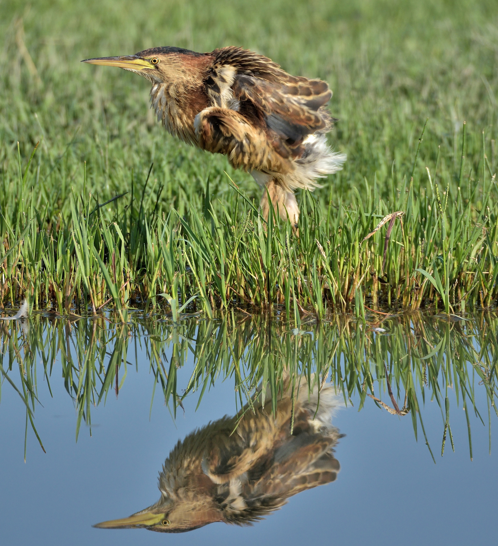 Tarabusino arruffato allo specchio
