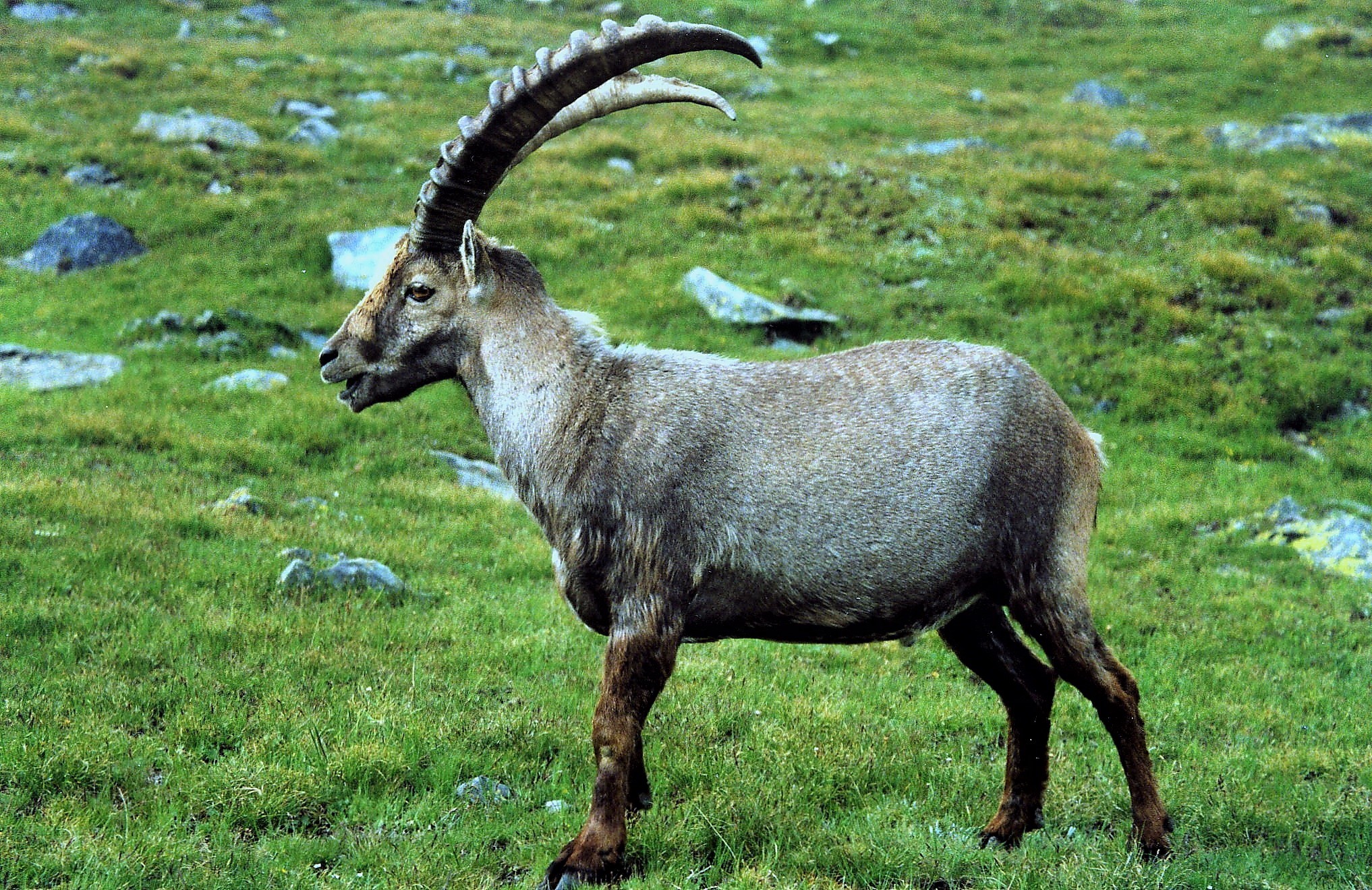 Sto ingrassando un po