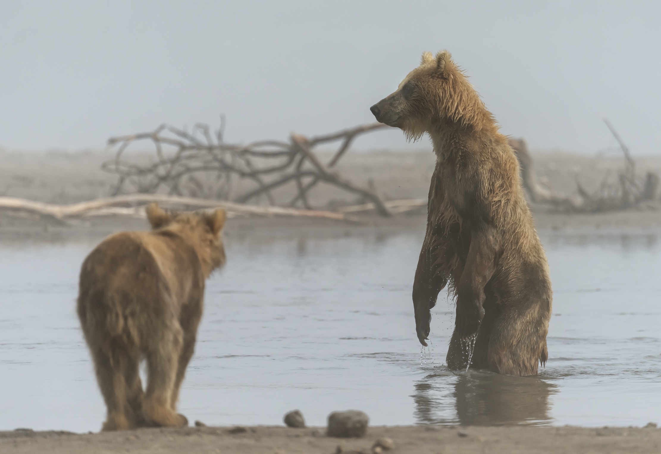 Kamchatka 2016 - Nella nebbia del mattino