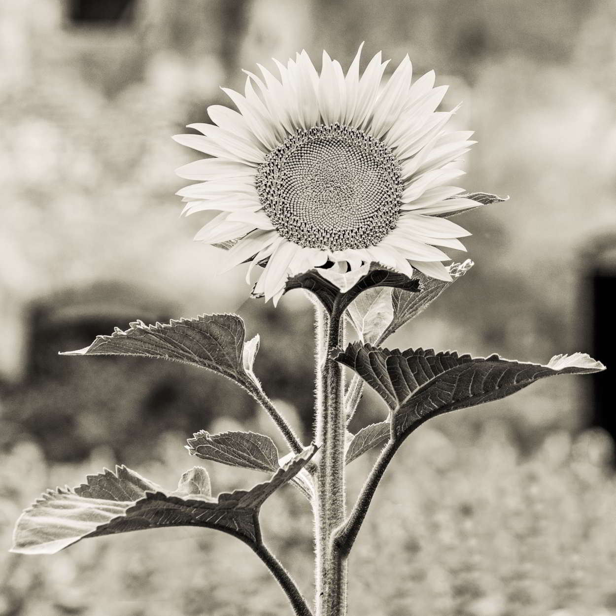 Girasole