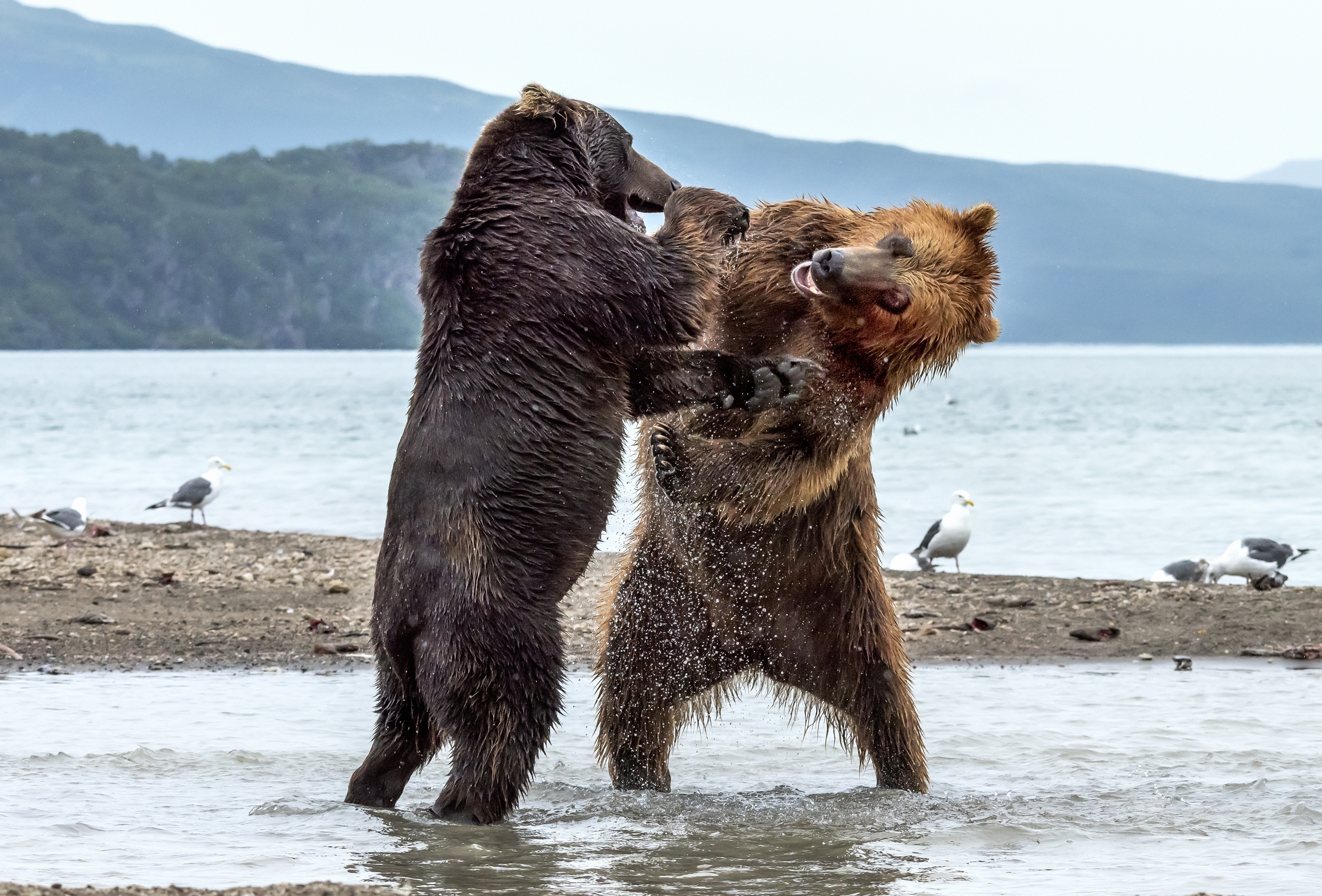 Kamchatka 2016 - Contenziosi