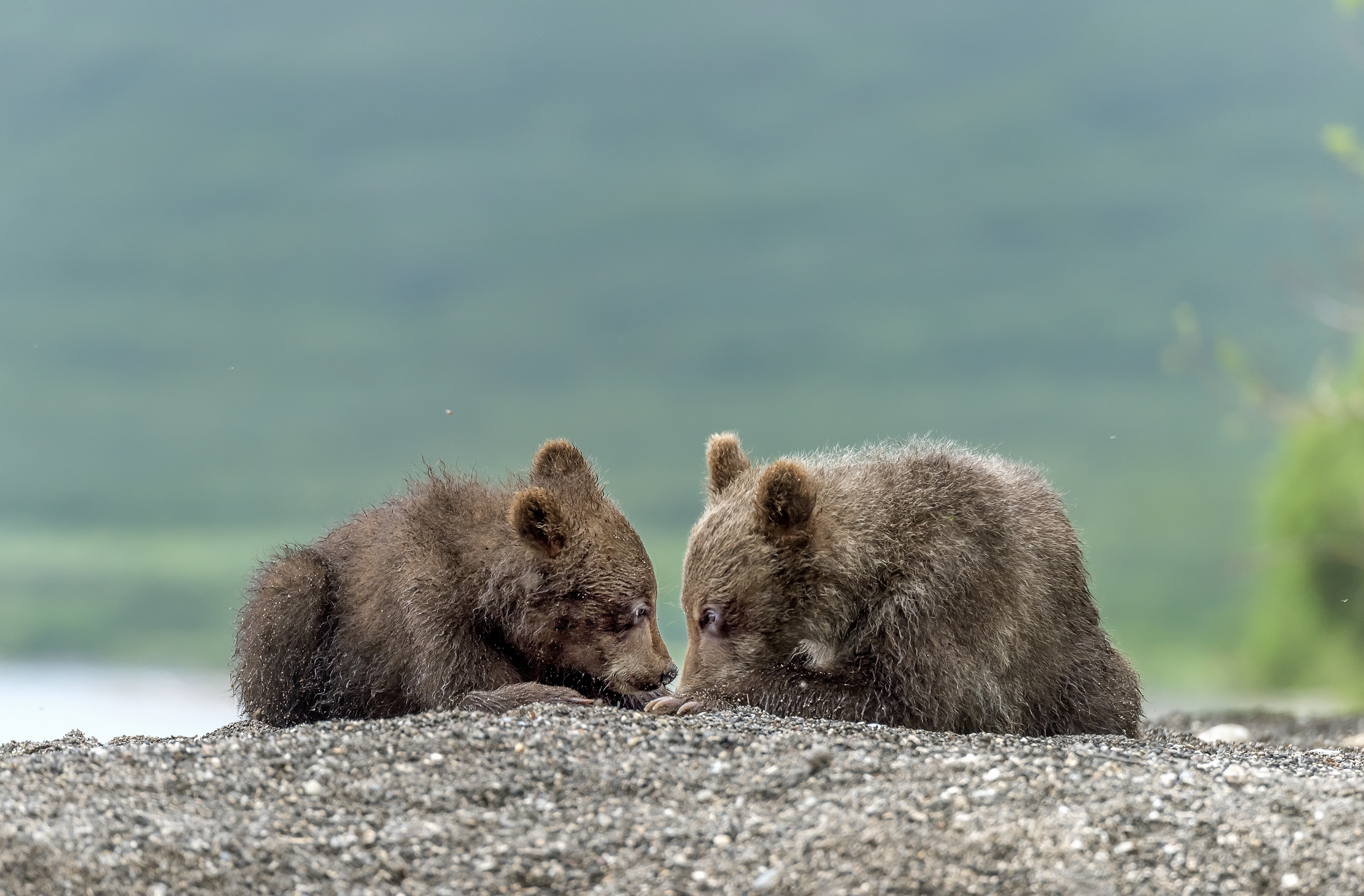 Kamchatka 2016 - Guardandosi negli occhi