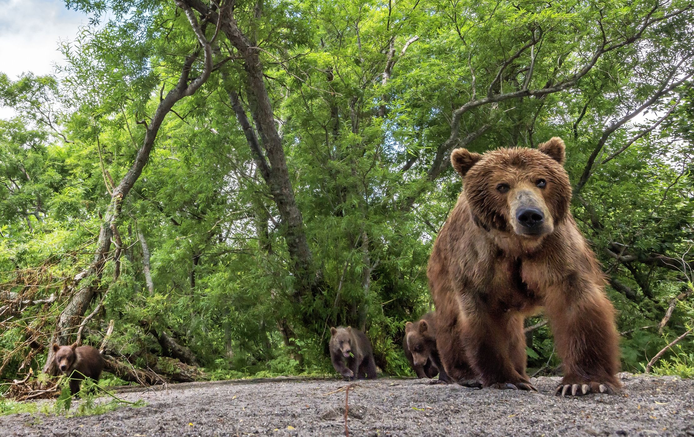 Kamchatka 2016 - Nel bosco 2 (radiocomando)