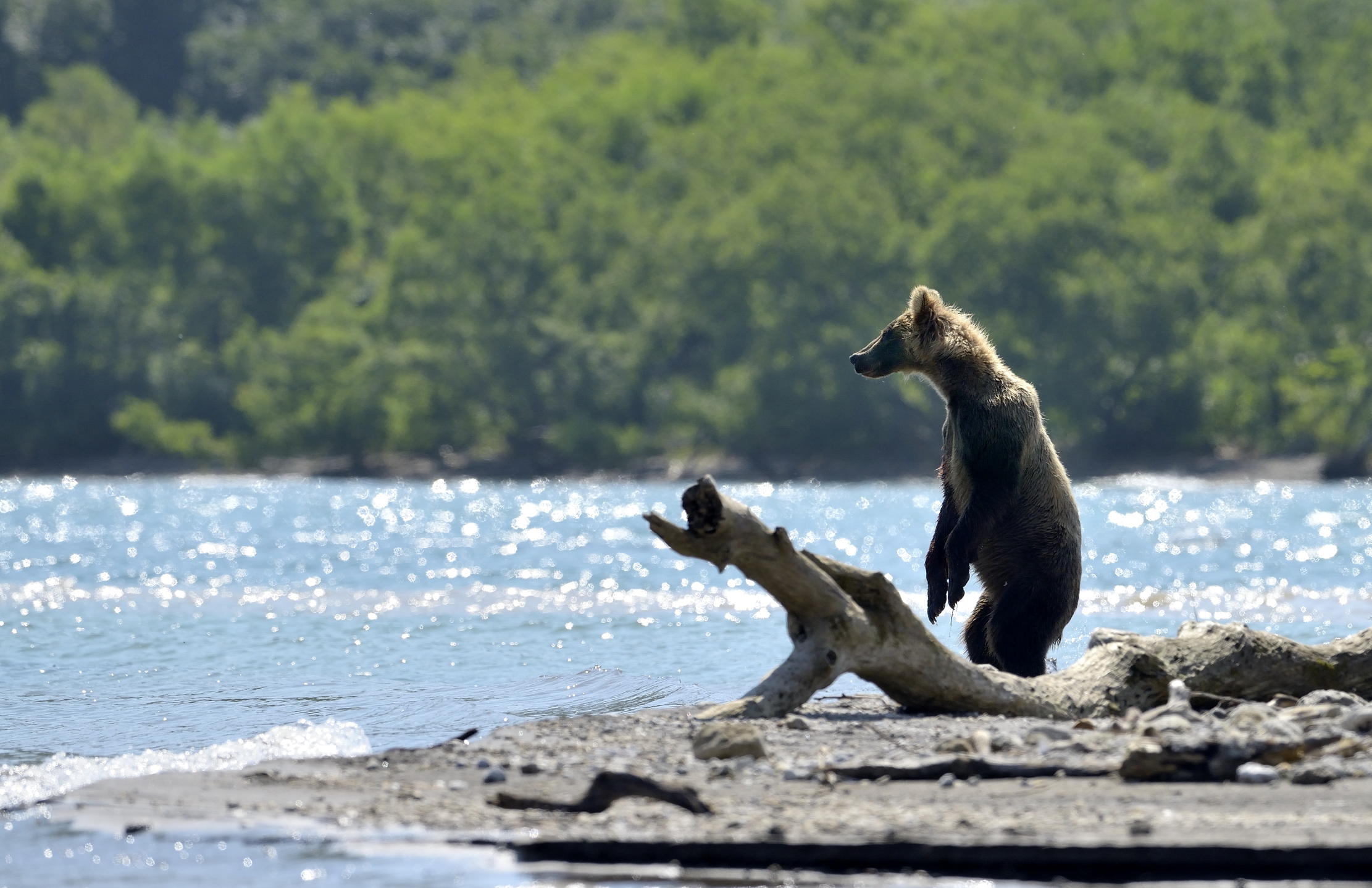 Kamchatka 2016 - Sul lago