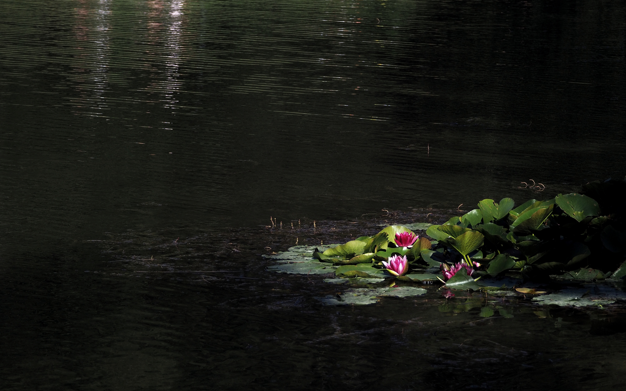 Water lilies Lake Calamone