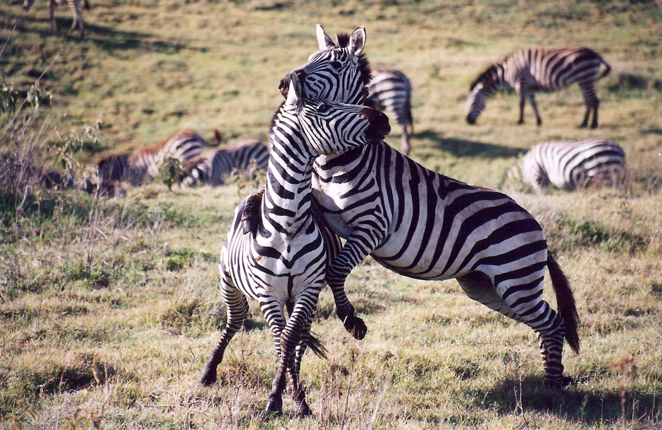 ngorongoro , tanzania , 2004