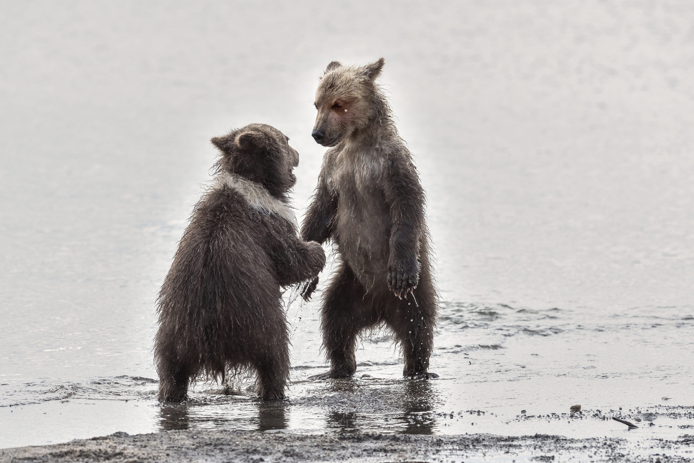 Kamchatka 2016 - Incontri