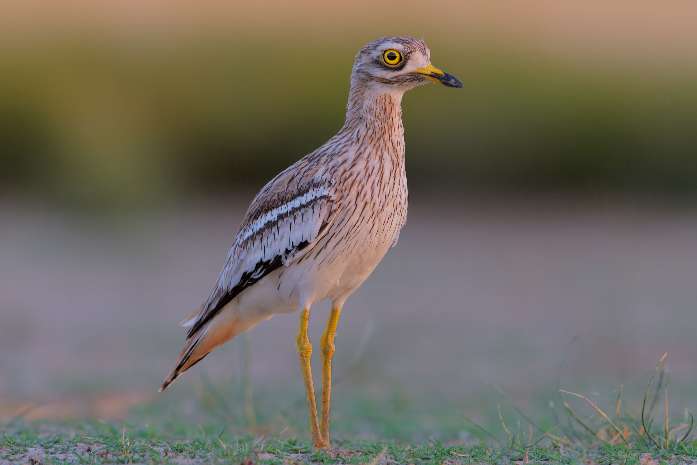 la sera del nostro scontento