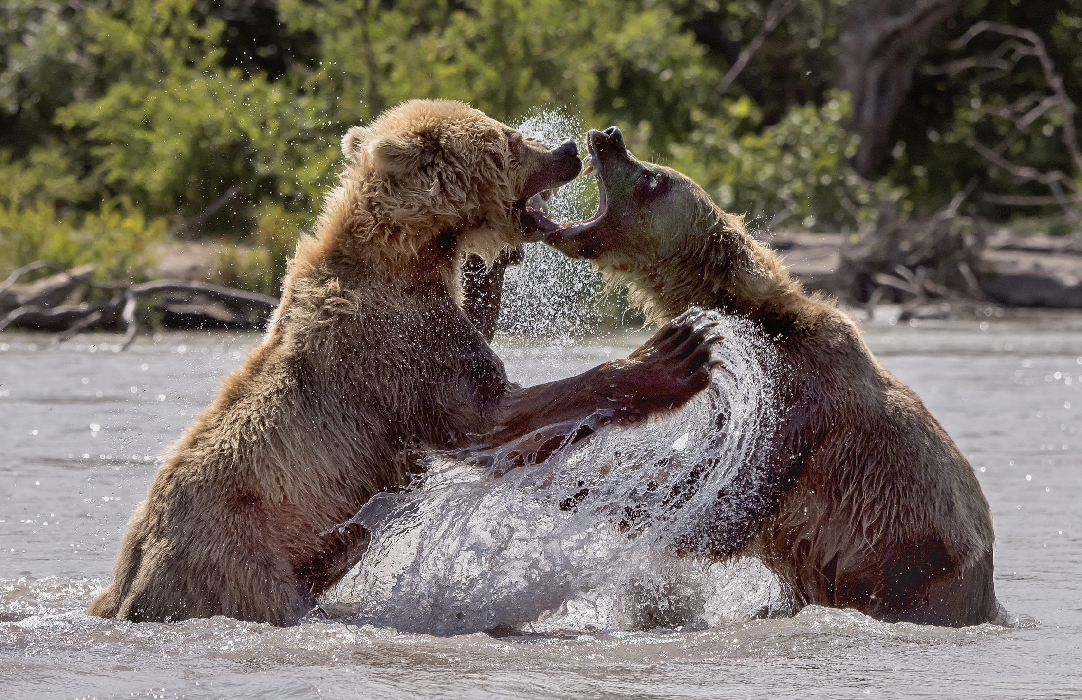 Kamchatka 2016 - Contesa