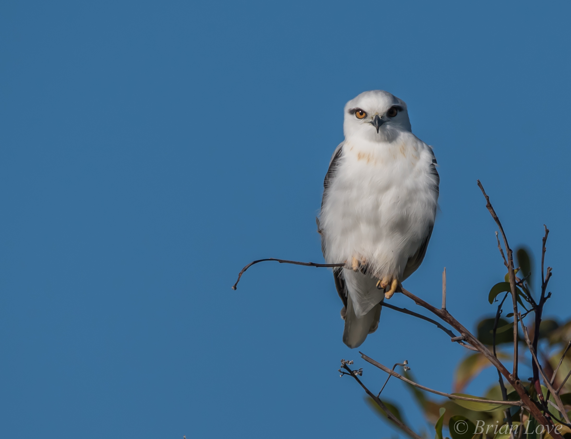 Giovane assunta aquilone nero