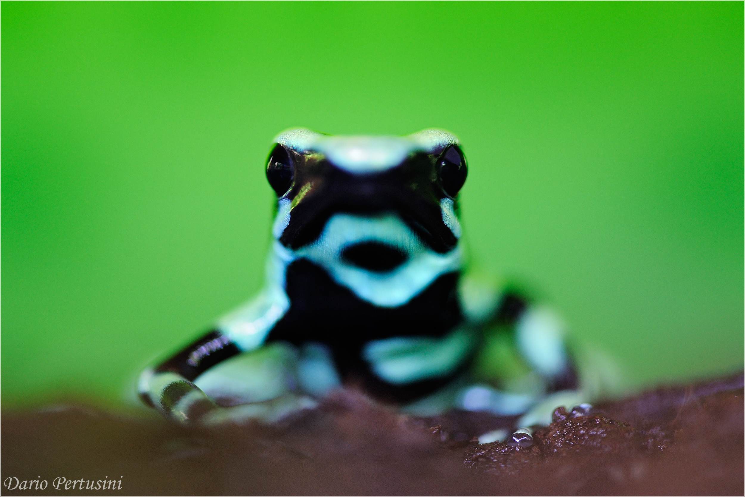 Portrait (green and black dart frog)
