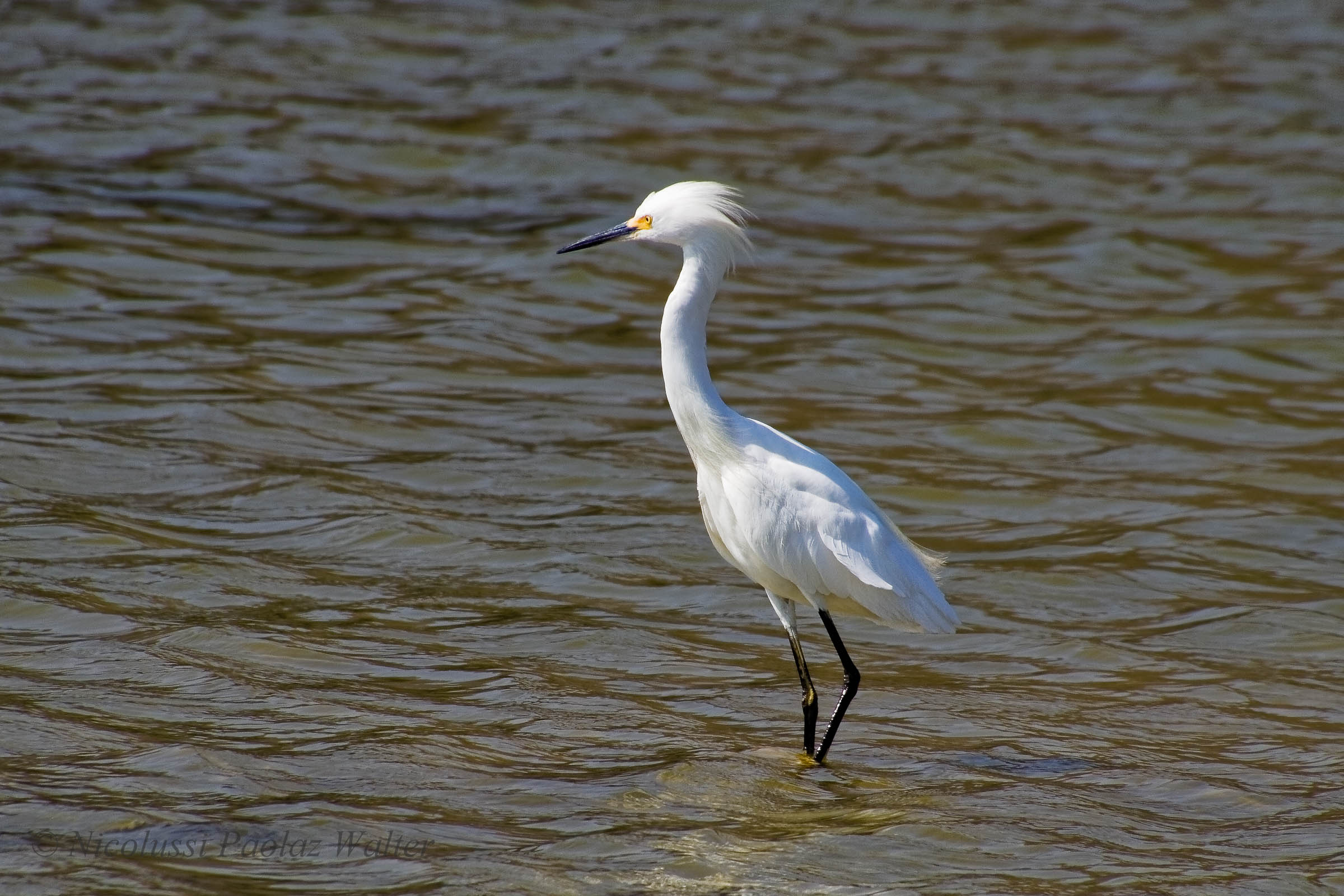 egret Nivea