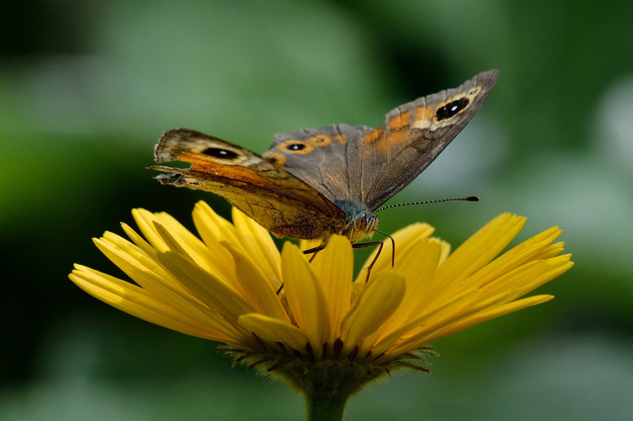 Lesiommata petropolitana
