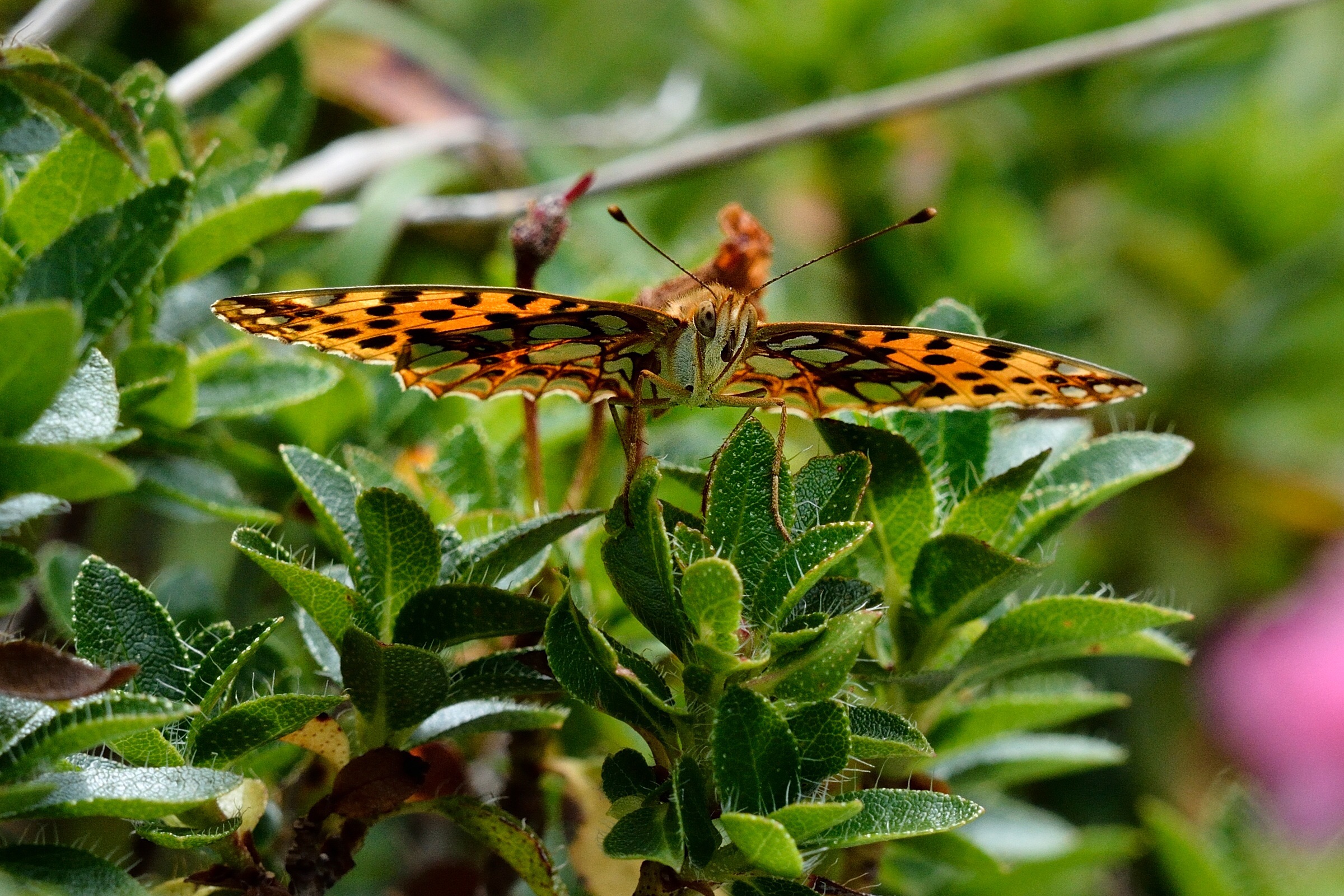 Euphydryas