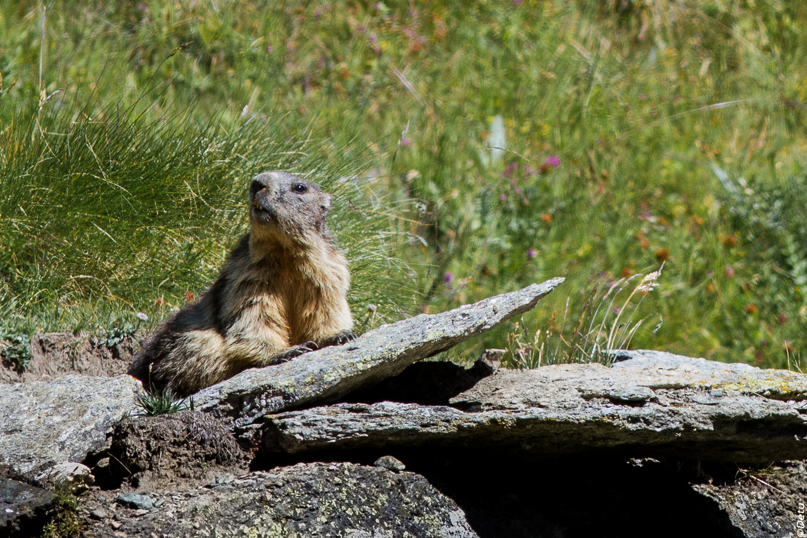 Marmot
