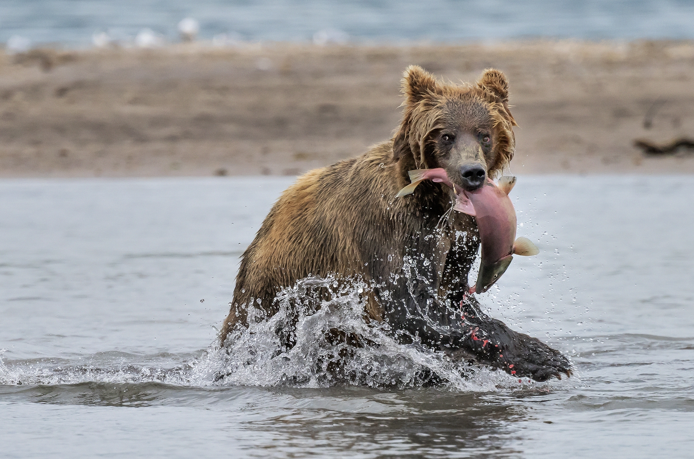Kamchatka 2016 - Con la preda