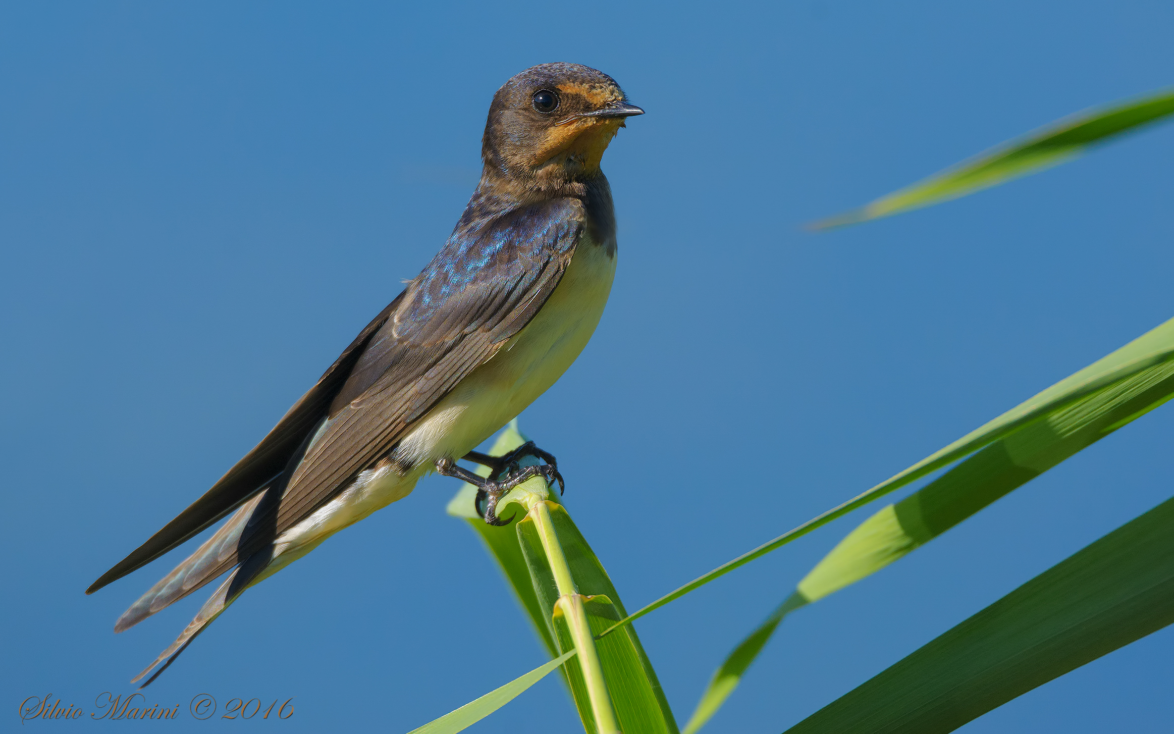 Rondine ( Hirundo rustica)