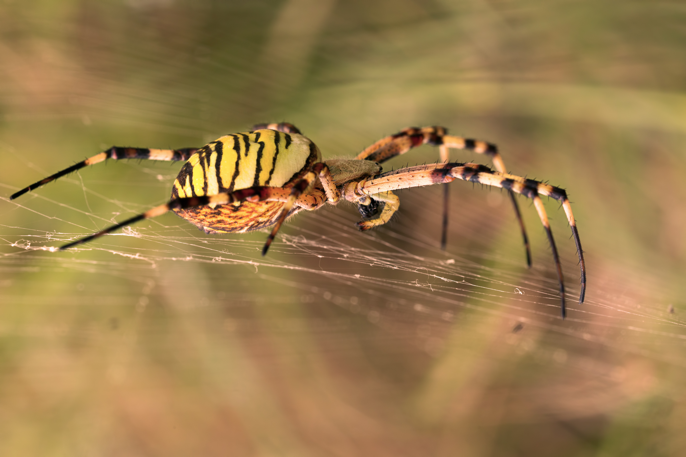 on the canvas with him