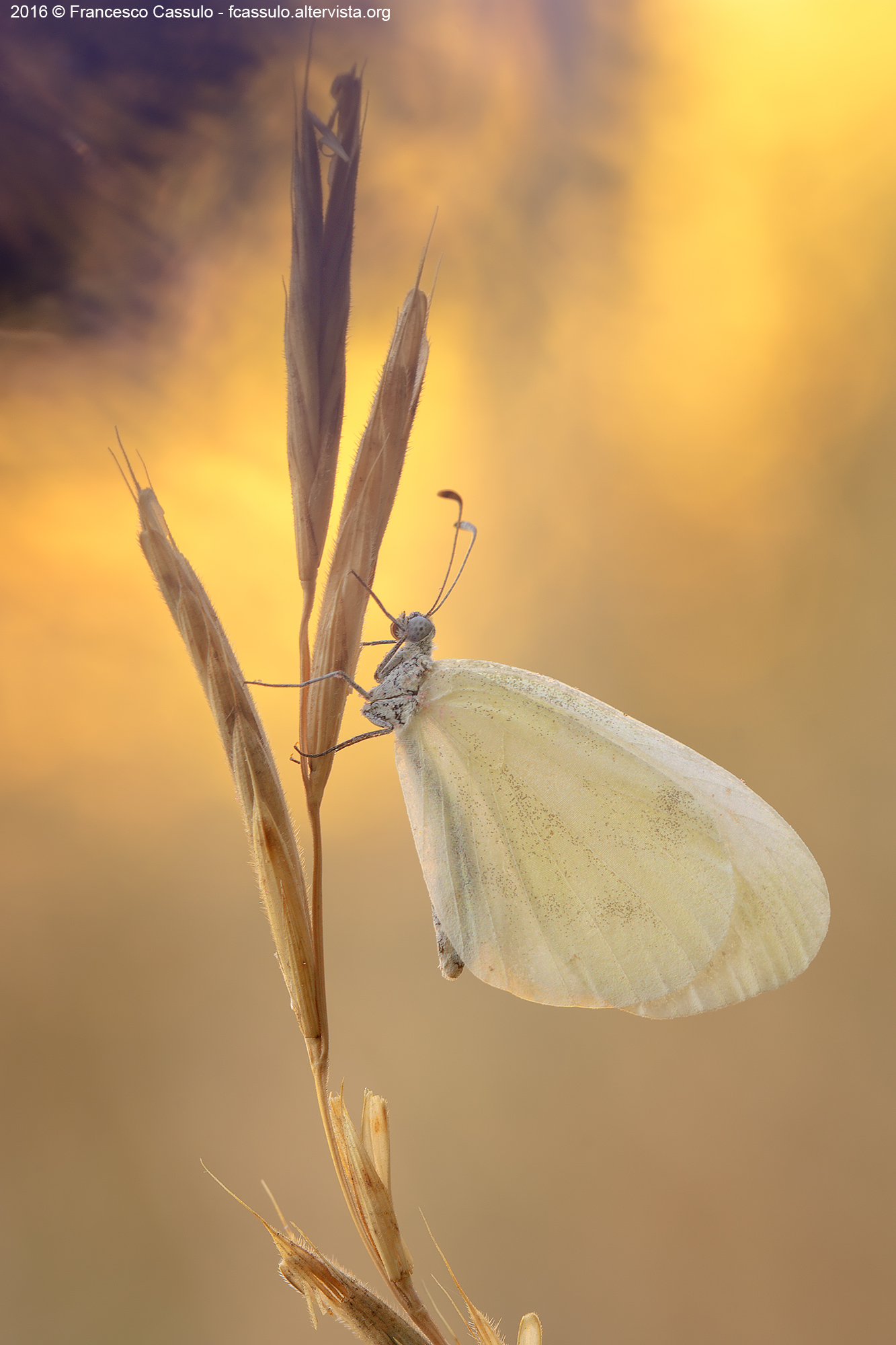 Leptidea sinapis - veined Mustard