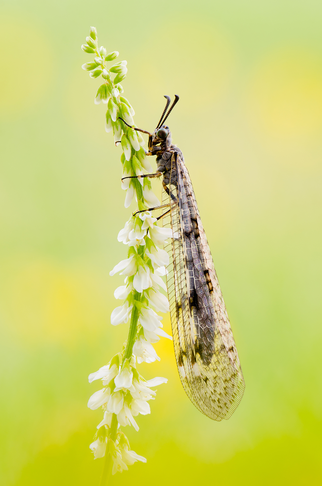 Myrmeleon formicarius