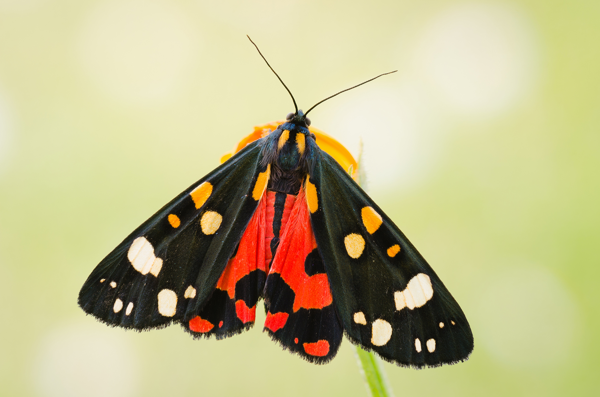 Callimorpha dominula