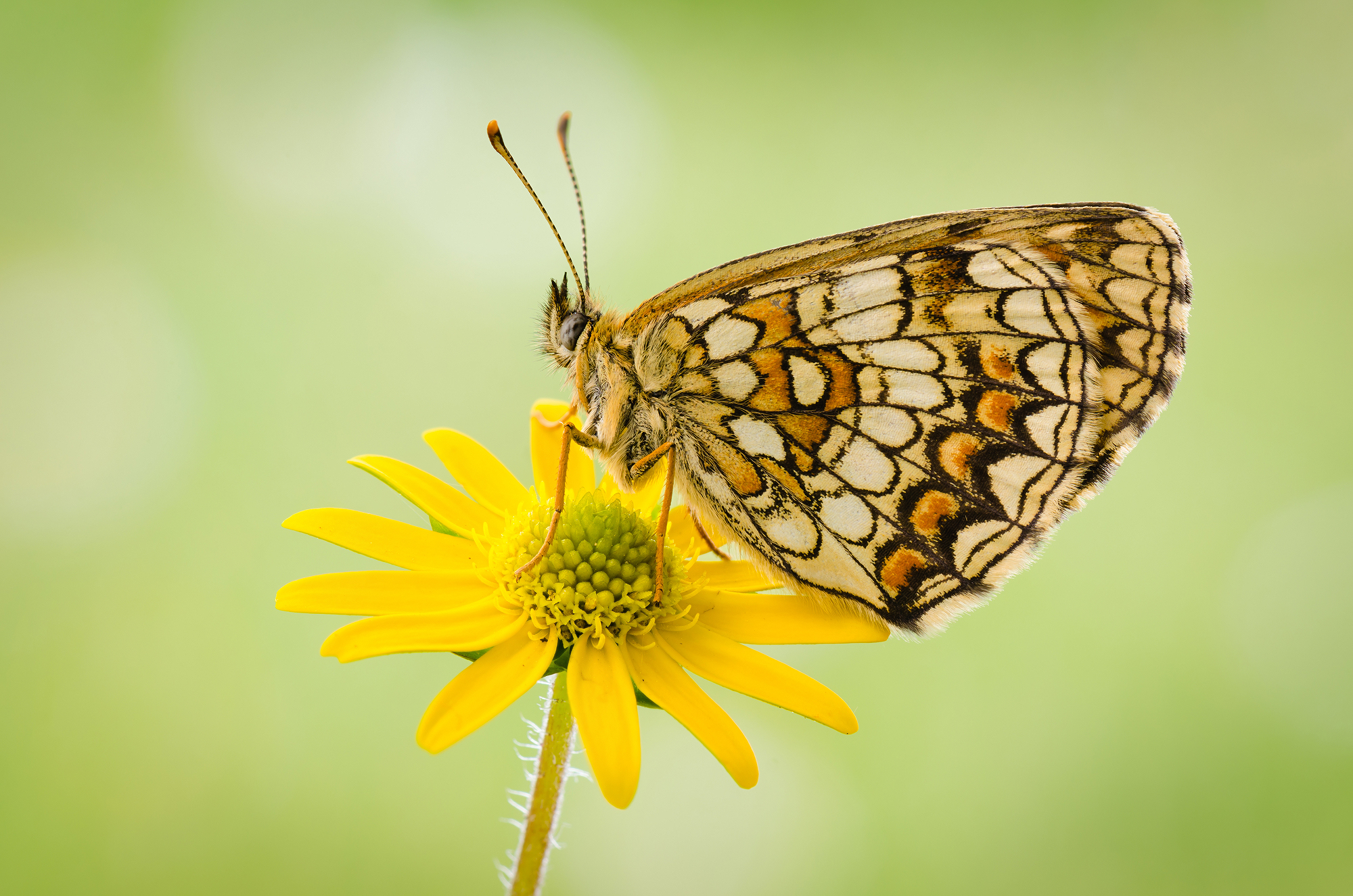 Melitaea