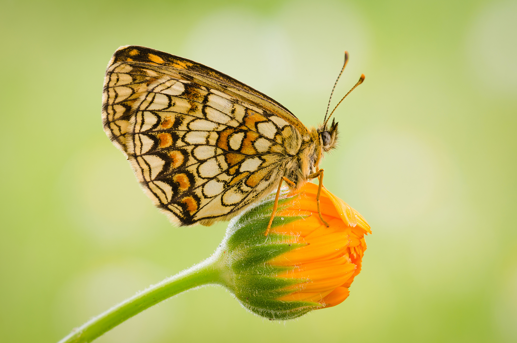 Melitaea