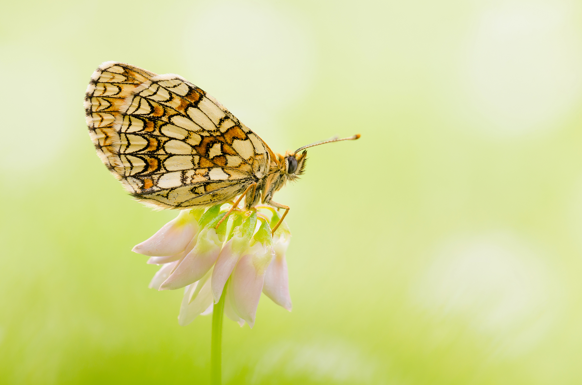 Melitaea