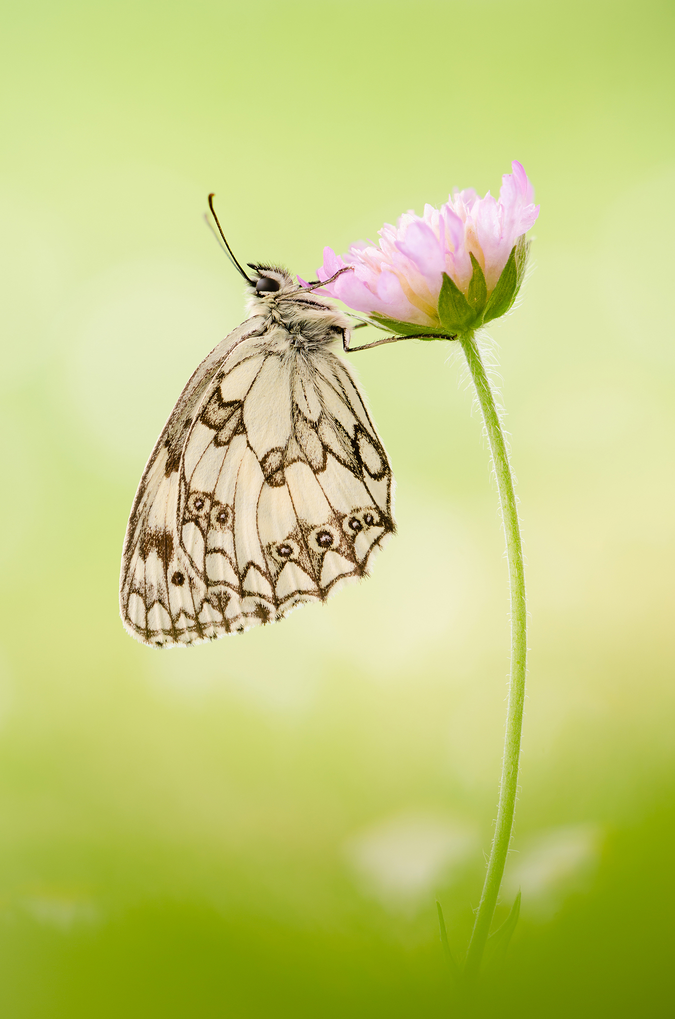 Melanargia galathea