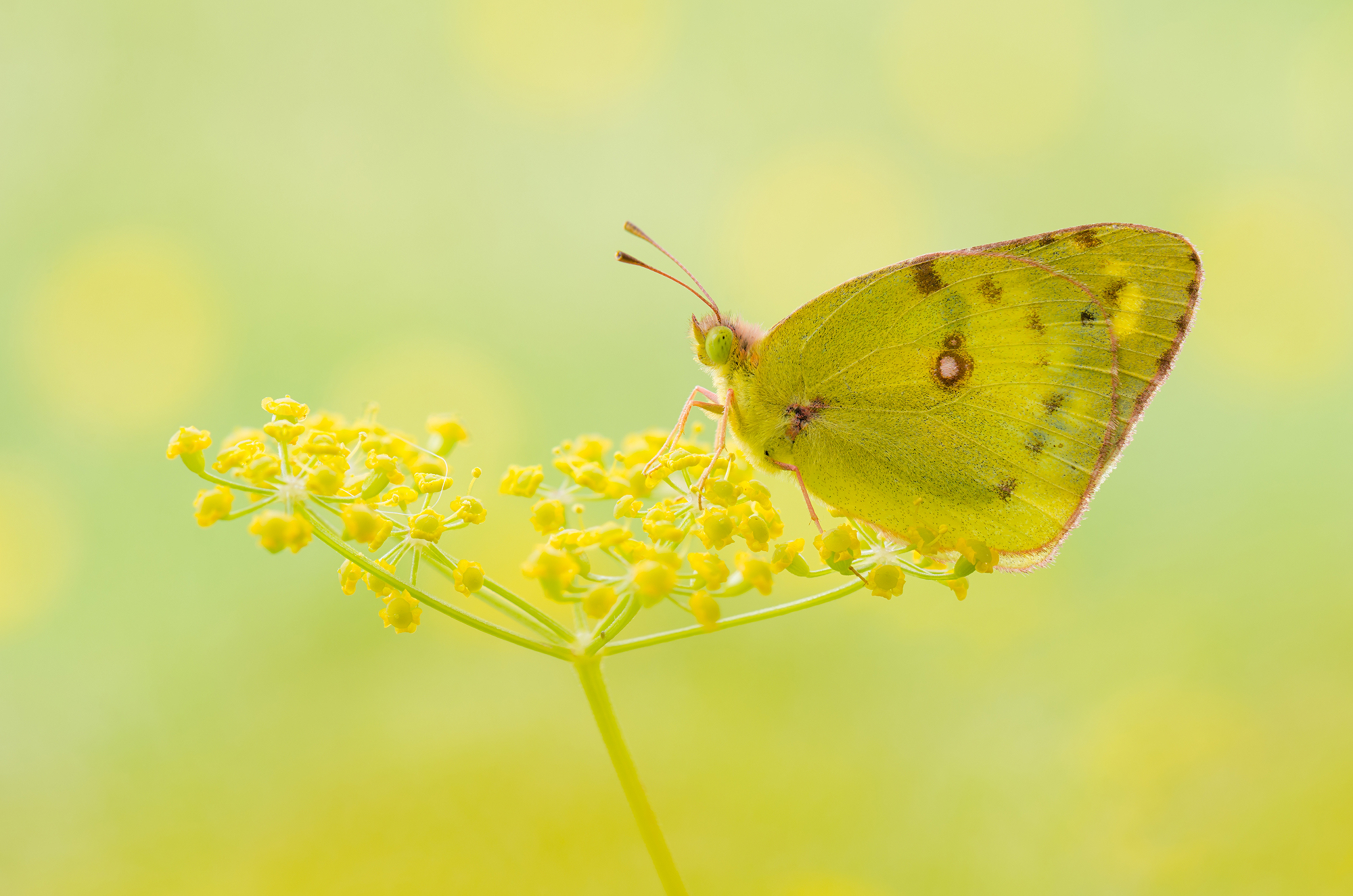 Colias
