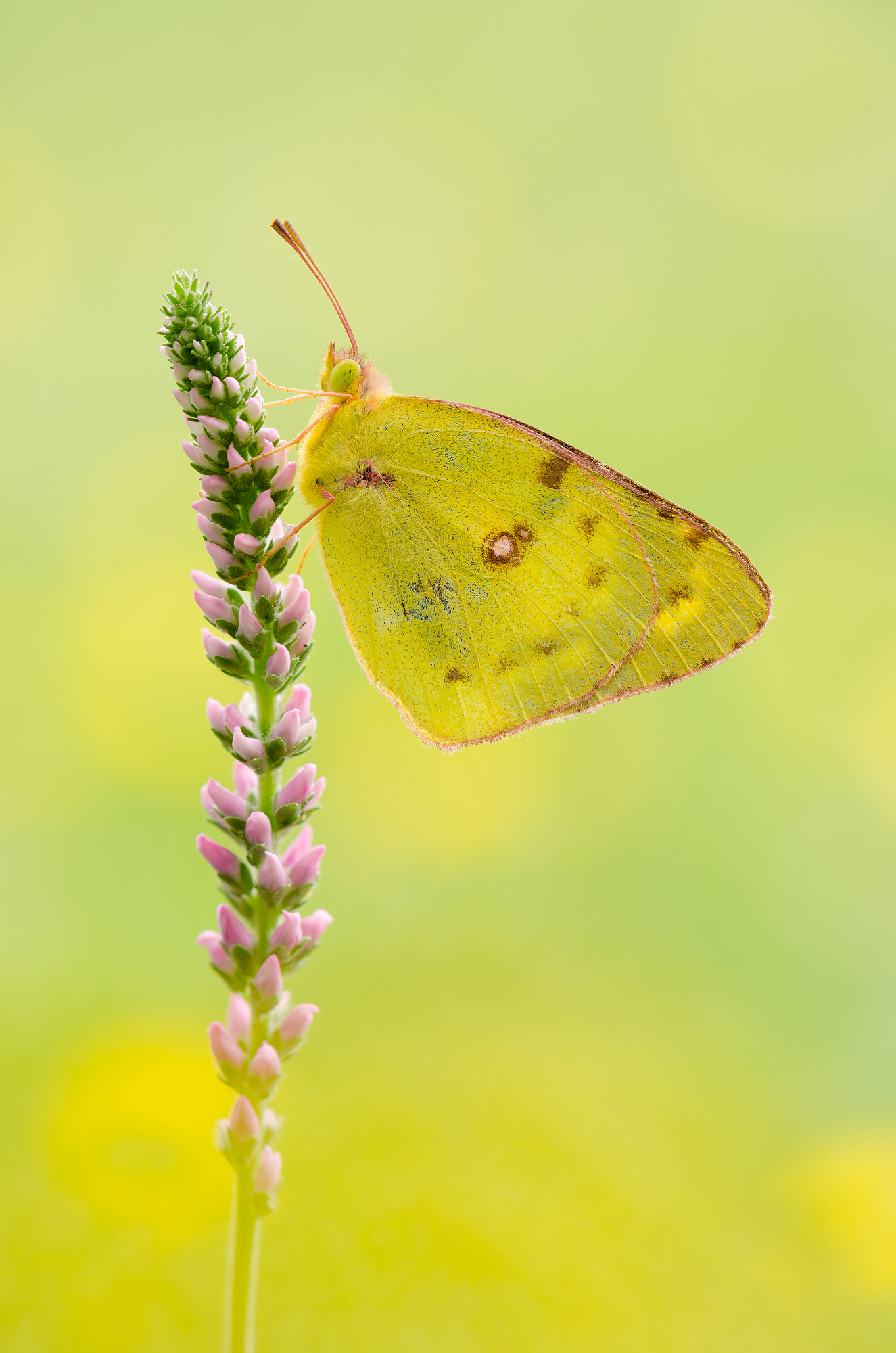 Colias