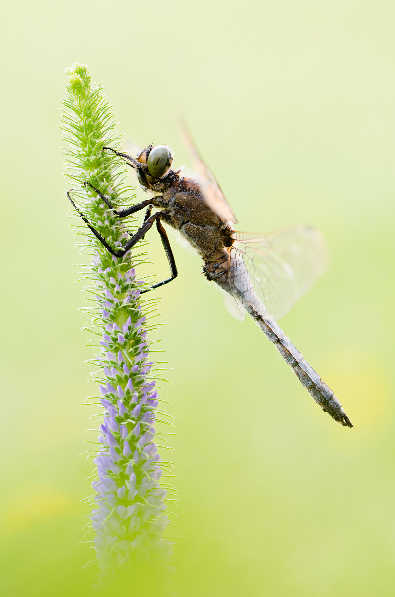 Orthetrum cancellatum