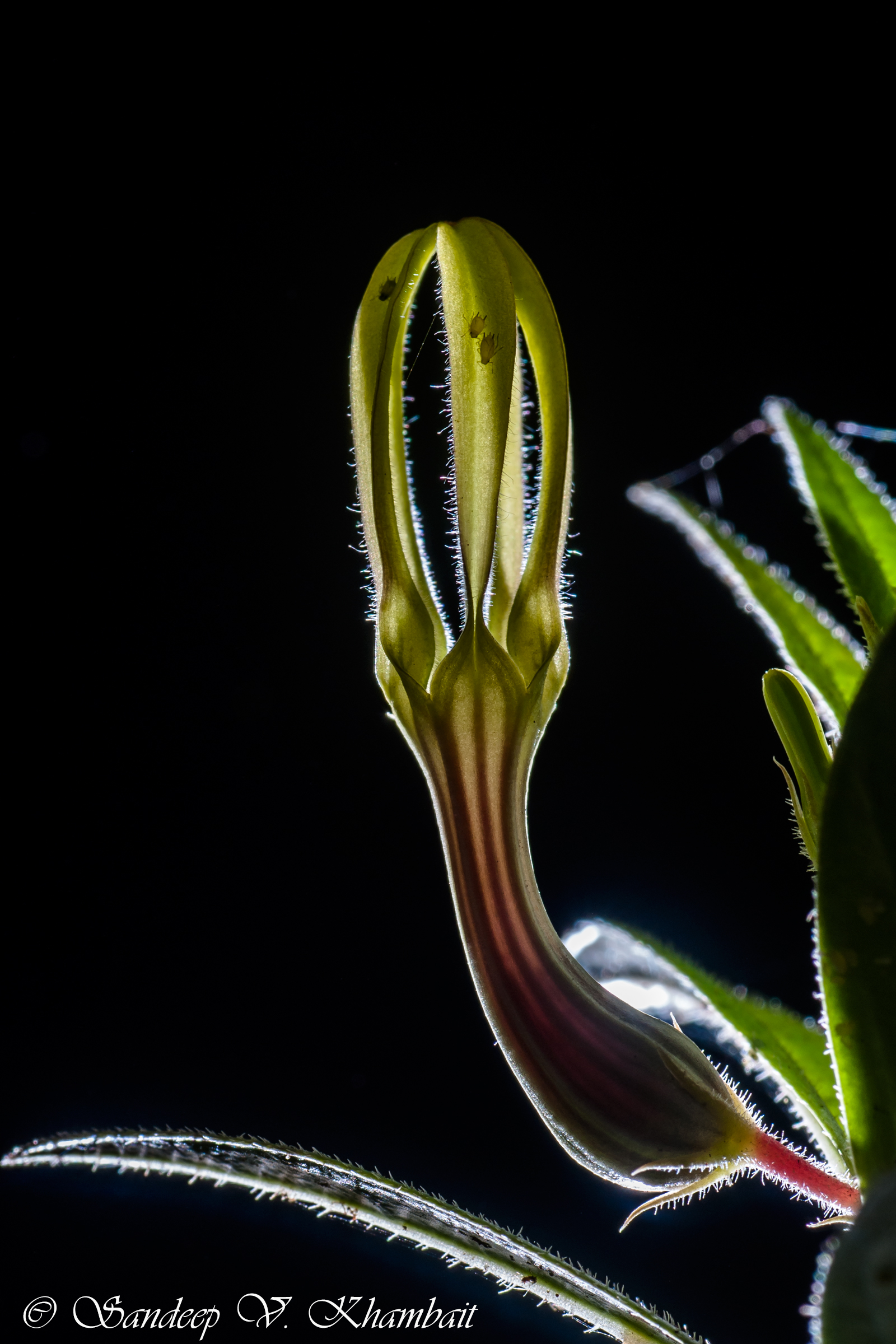 Ceropegia Anjanerica