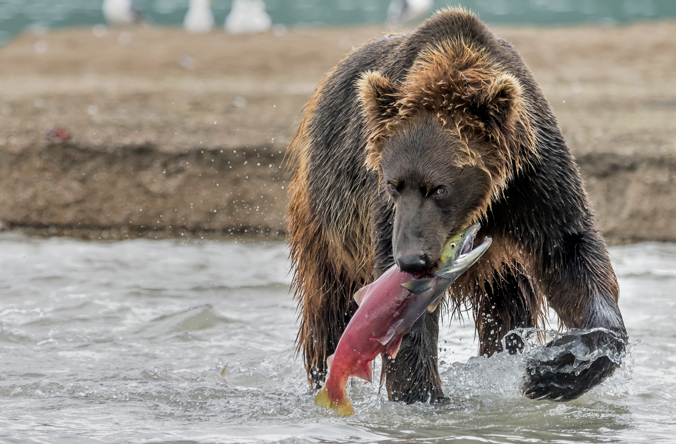 Kamchatka 2016 - Predation