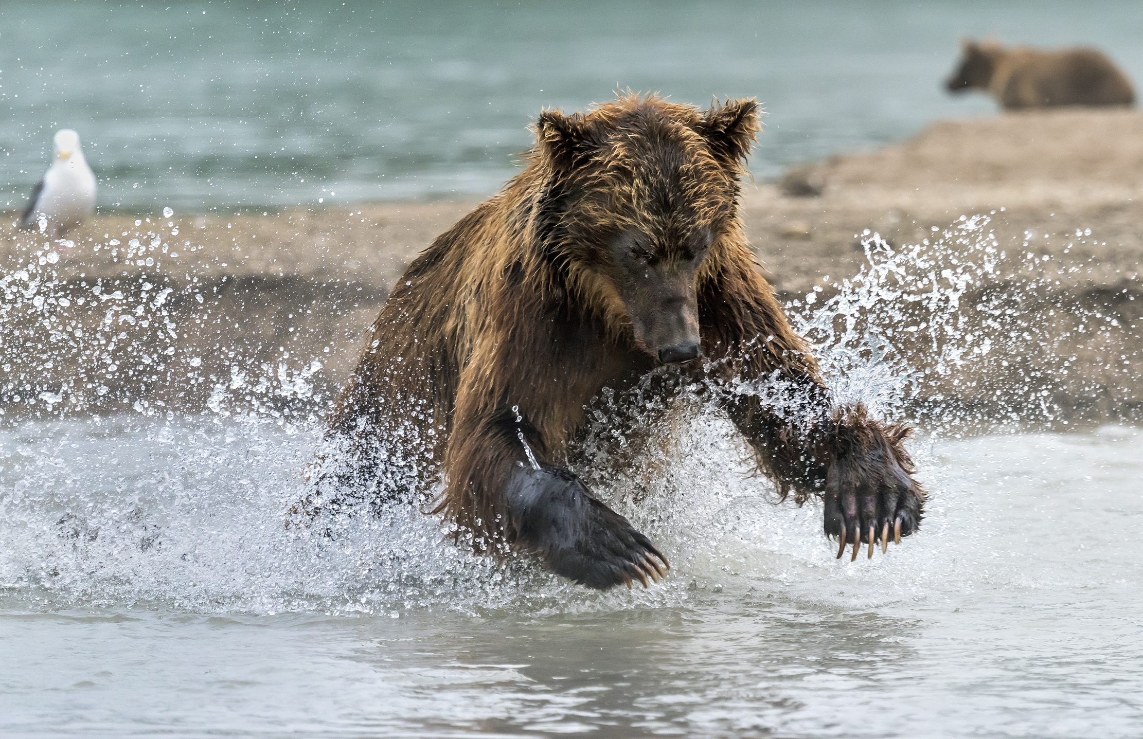 Kamchatka 2016 - La caccia