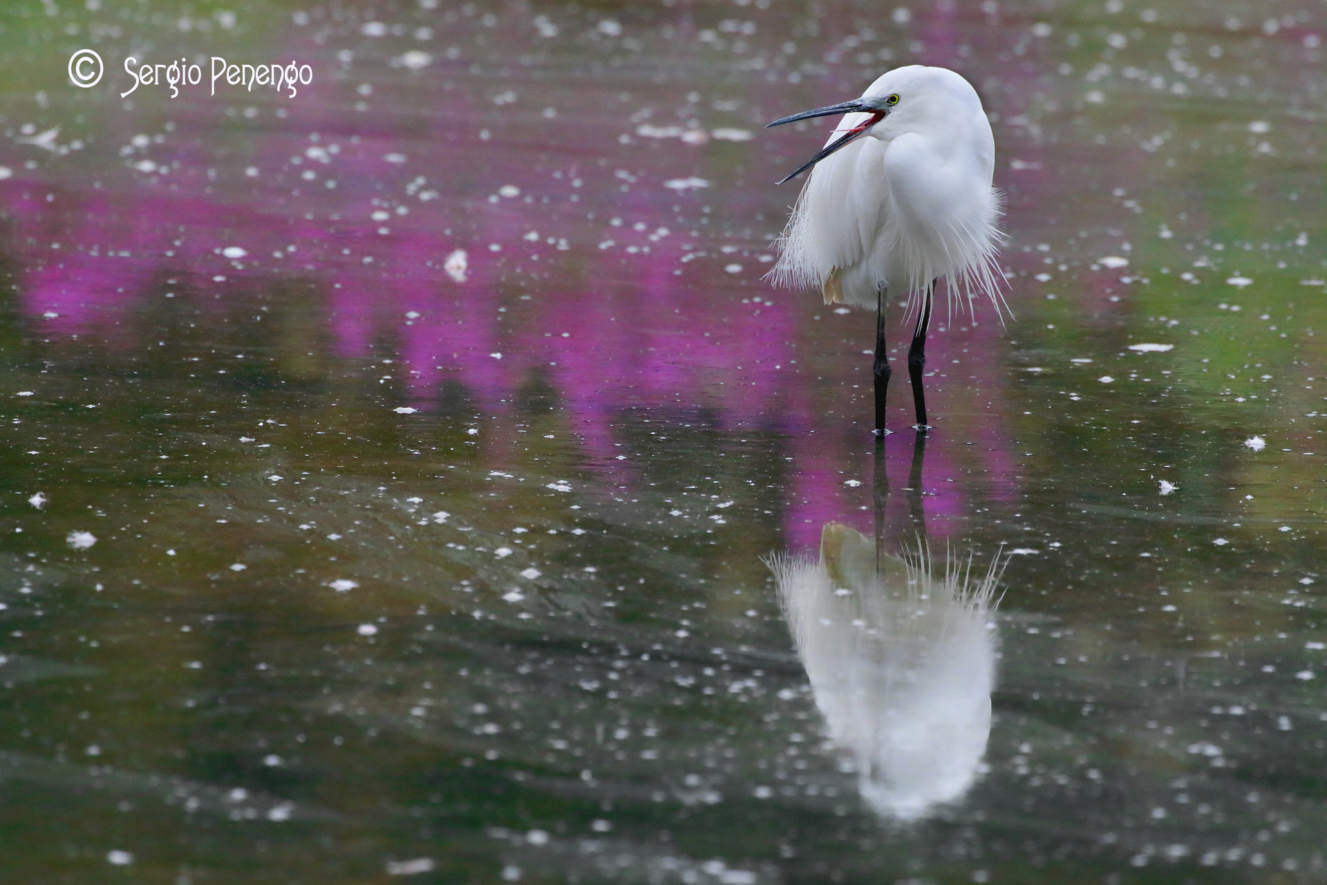 "Reflection Egret"