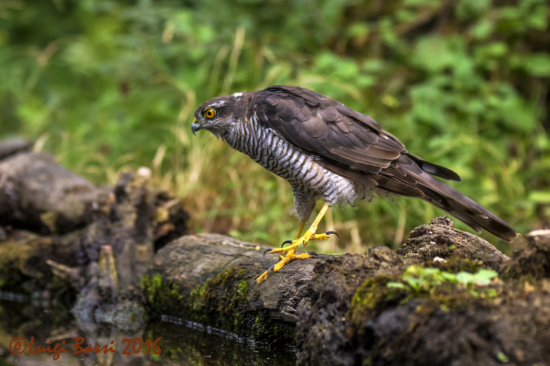 Sparrowhawk female