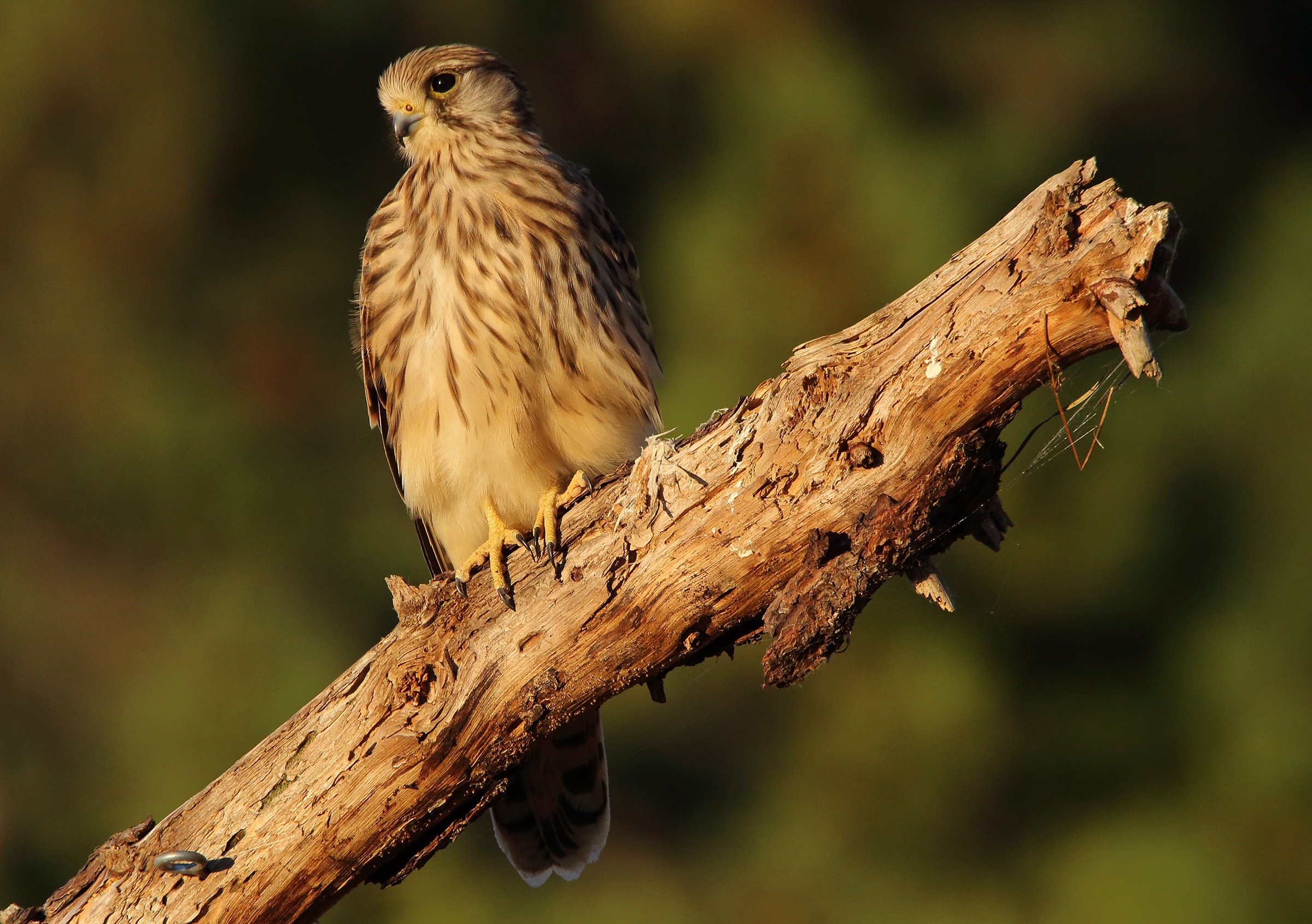 Kestrel
