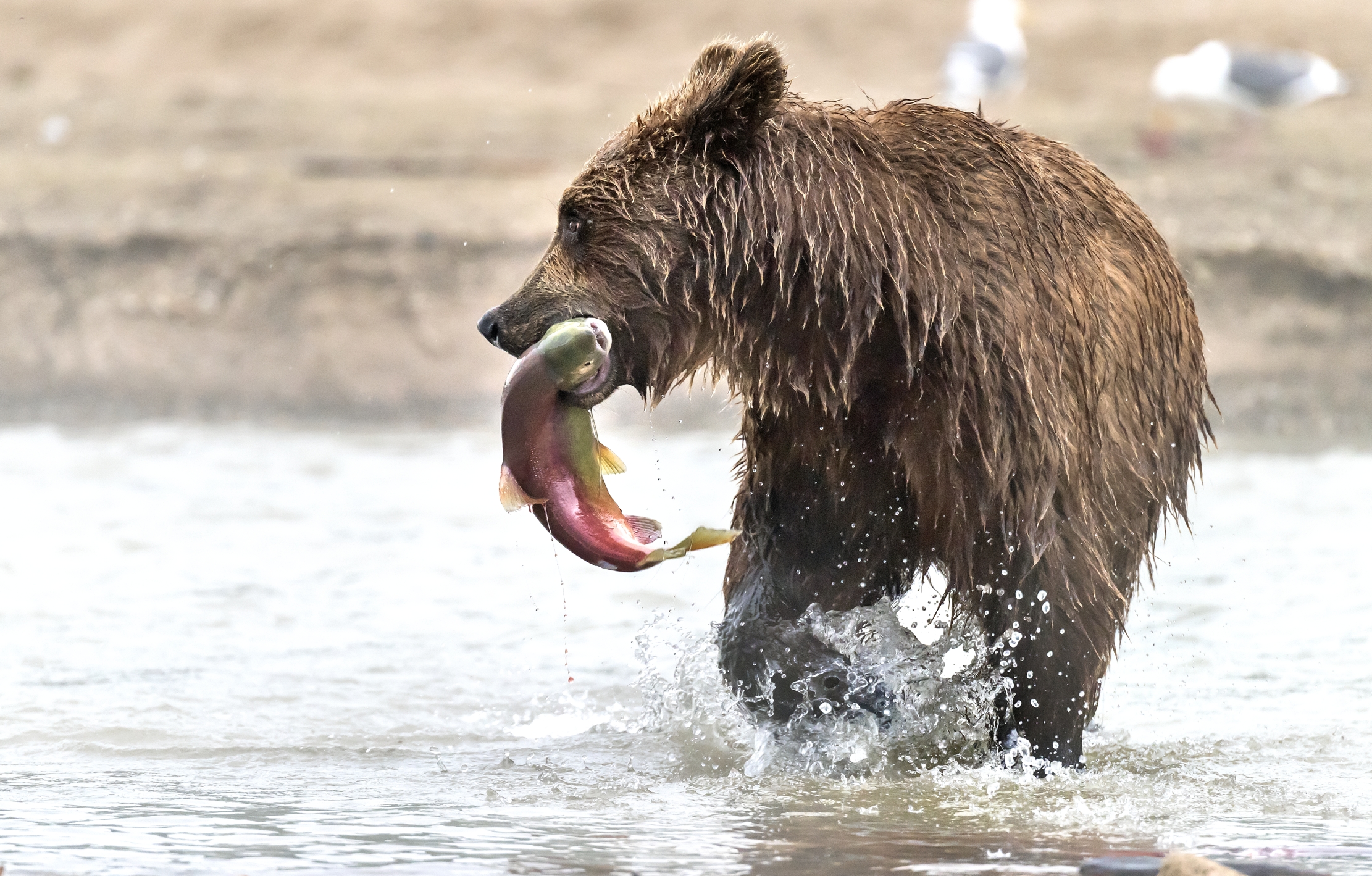 Kamchatka 2016 - La pesca