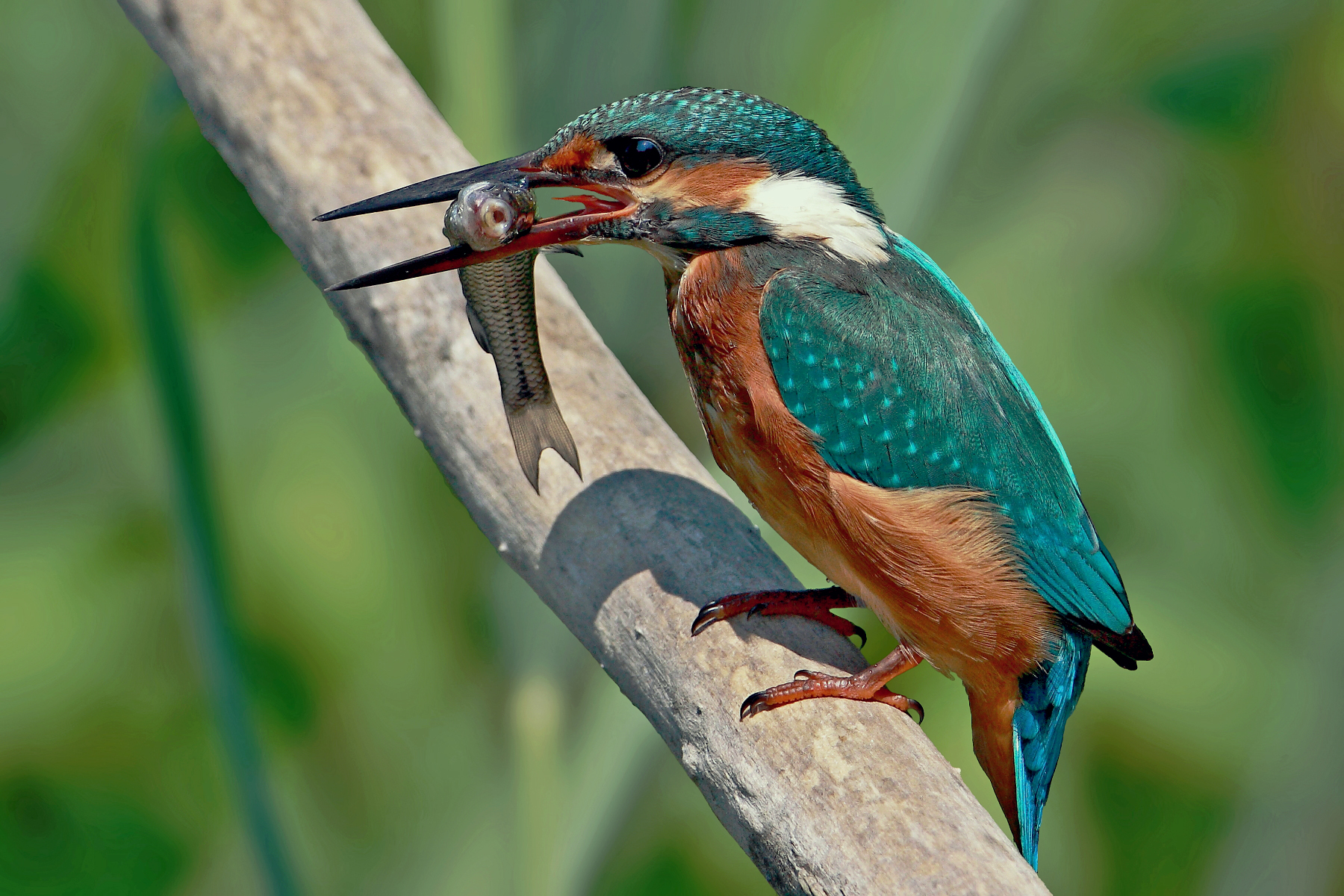 The last sigh of the poor little fish.