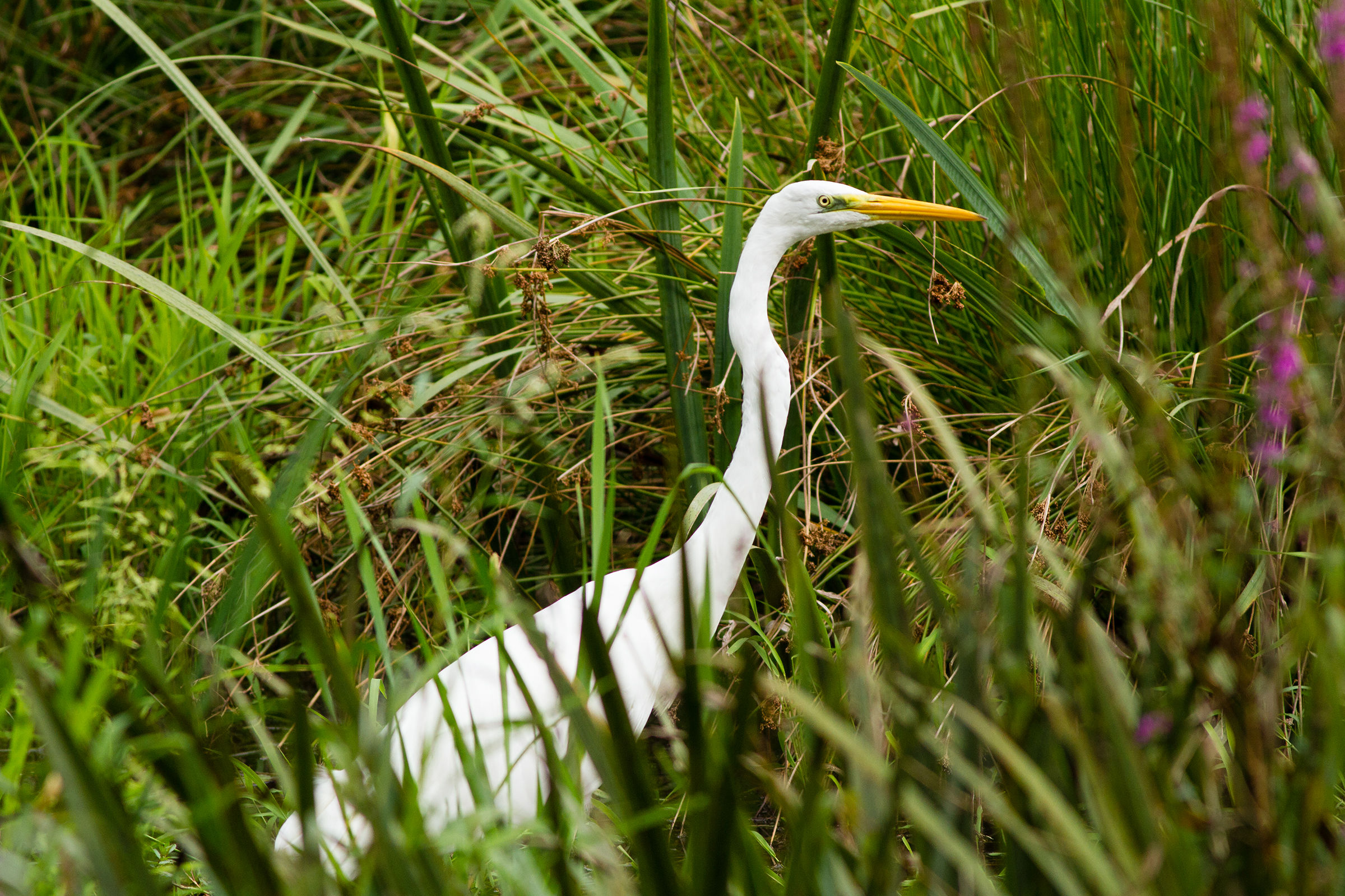 Great Egret