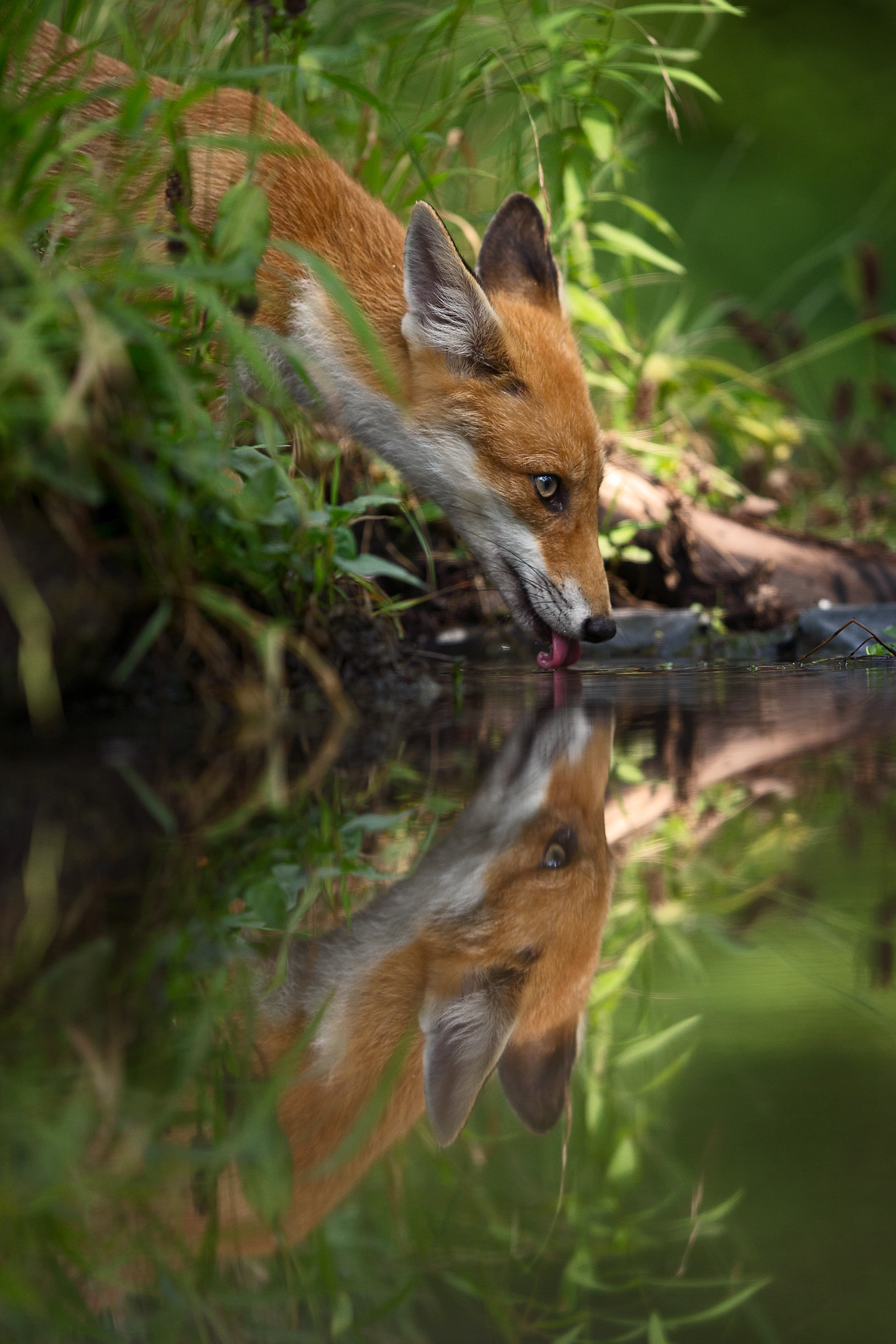 fox all'abbeverata