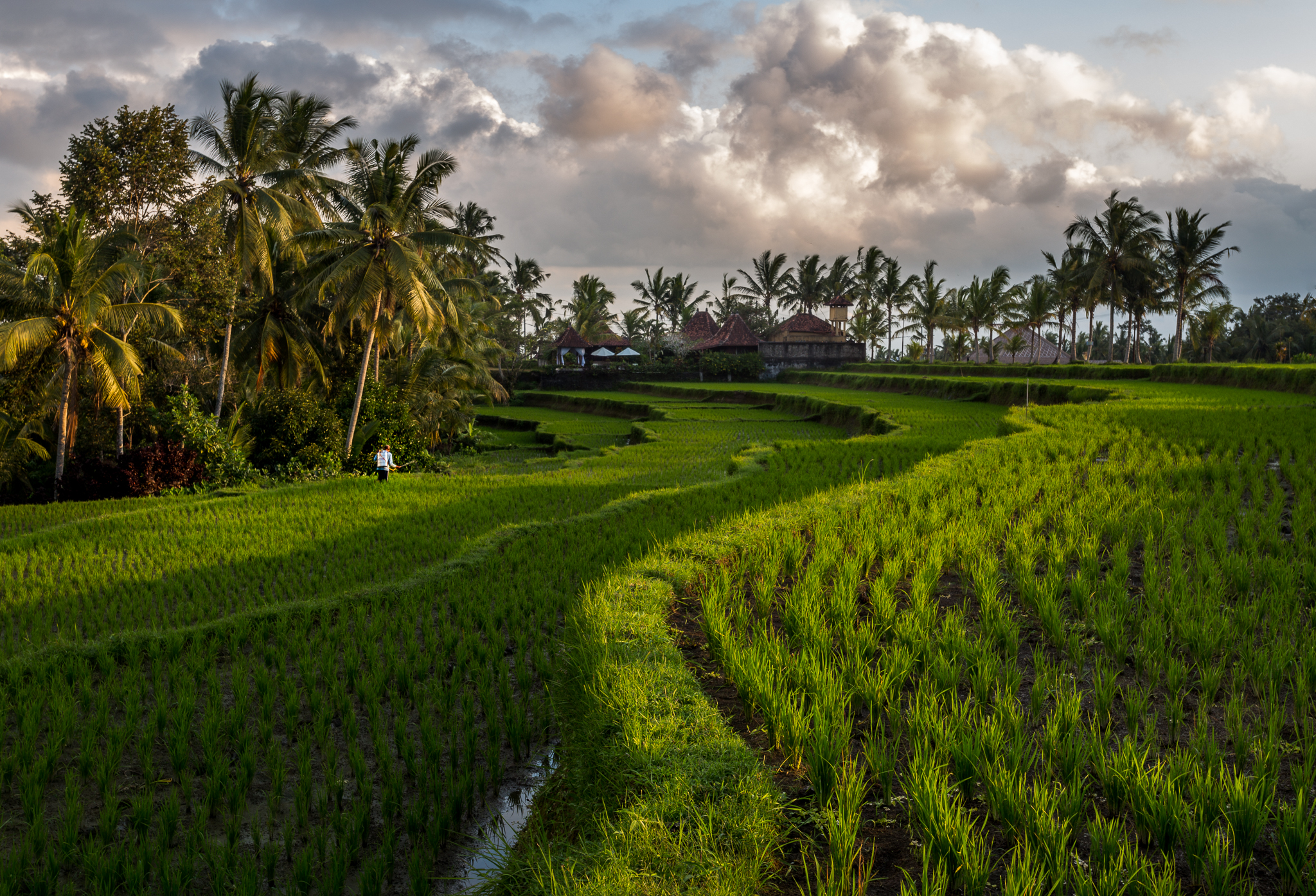 Rice fields, Bali