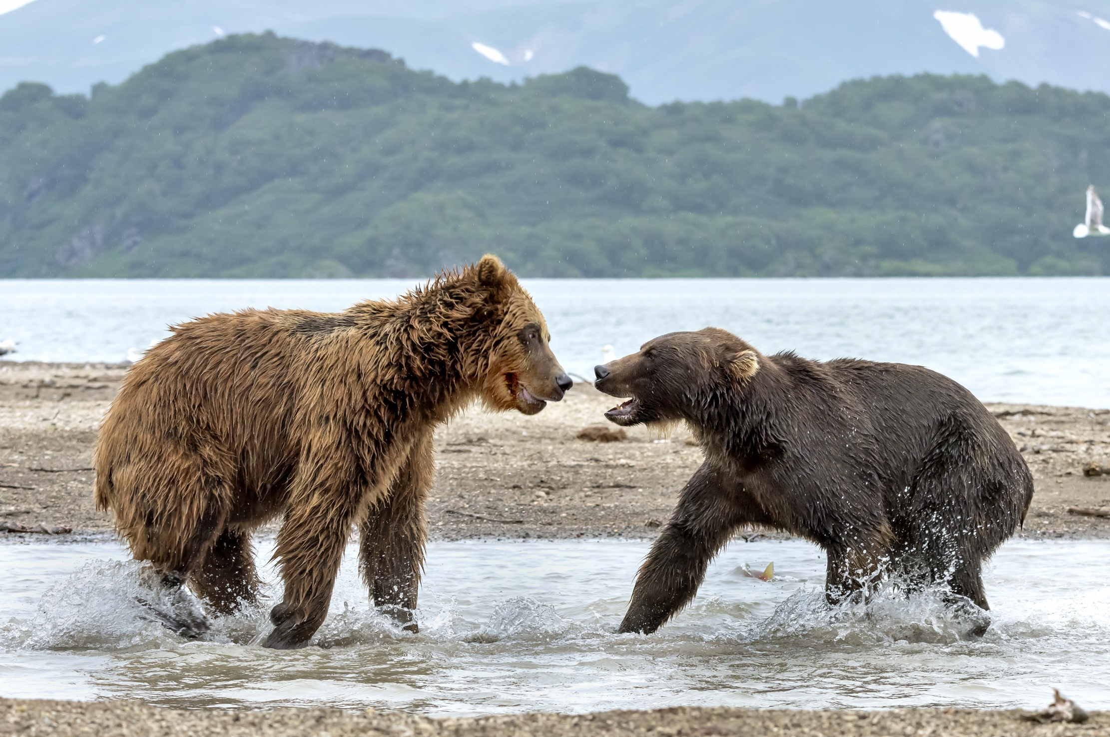 Kamchatka 2016 - Controversie