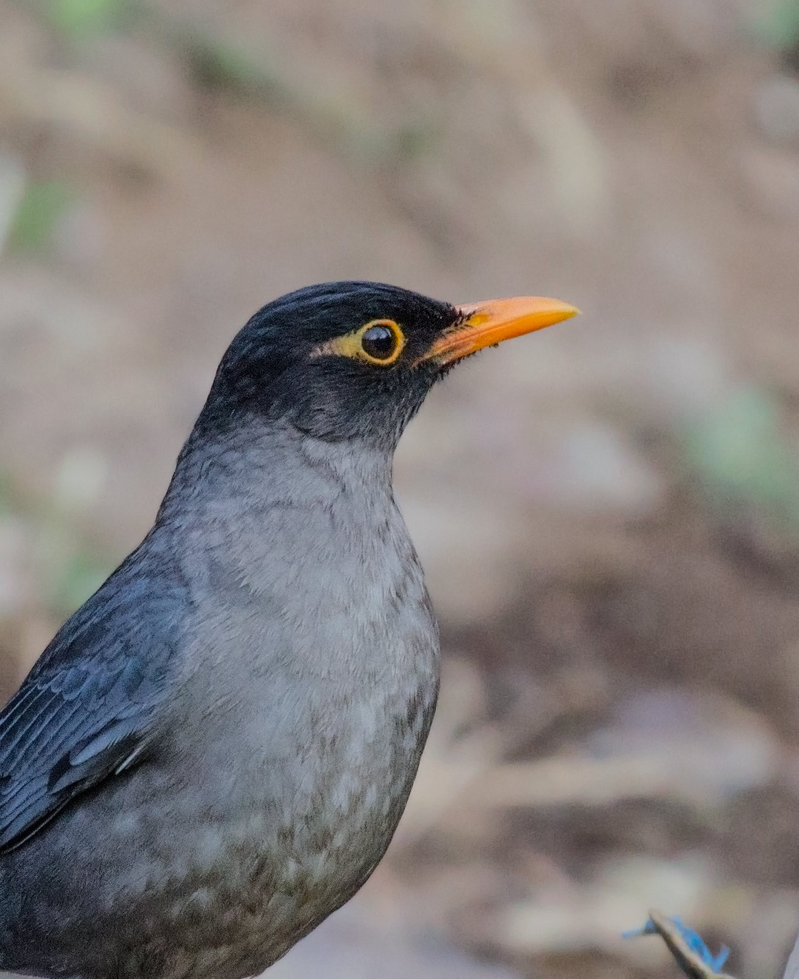 Indian BlackBird