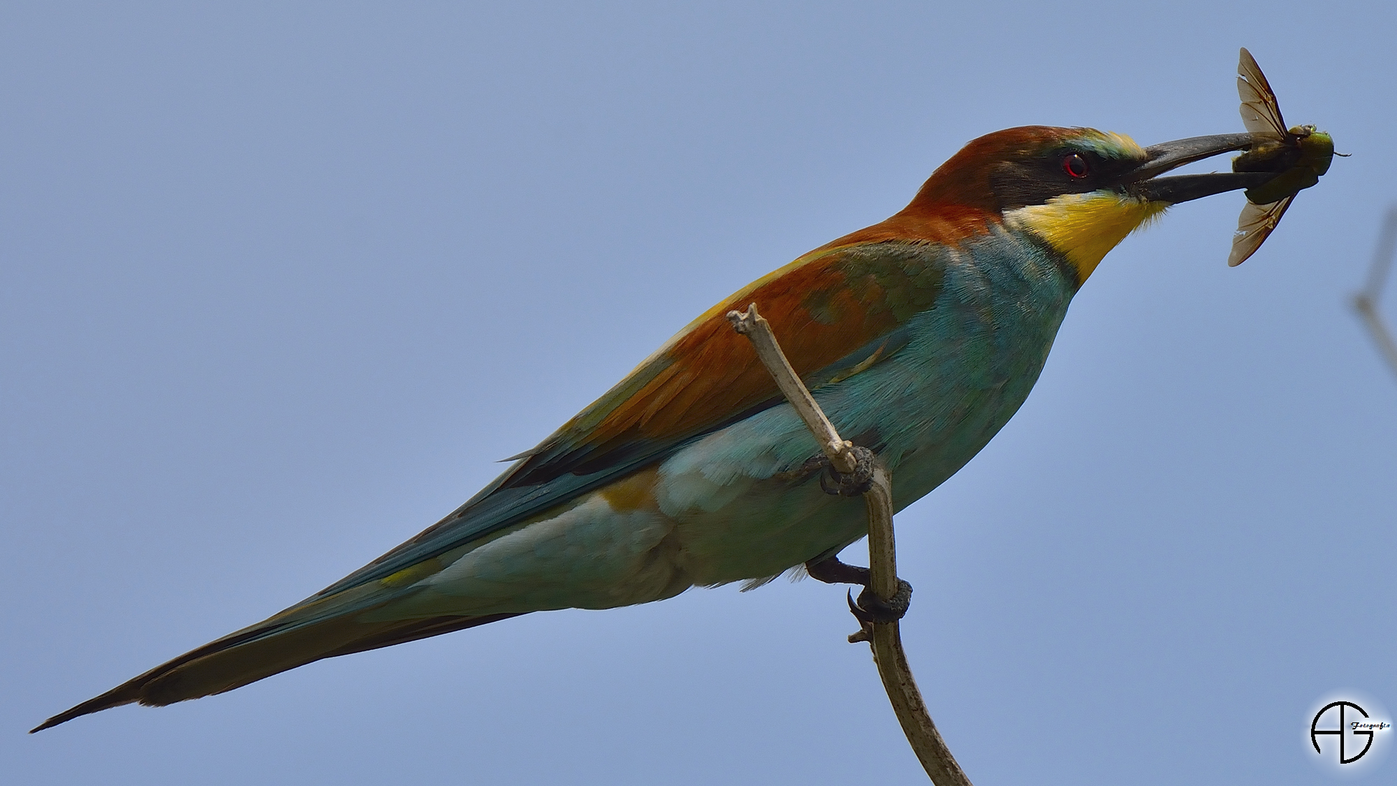 Bee-eaters ...